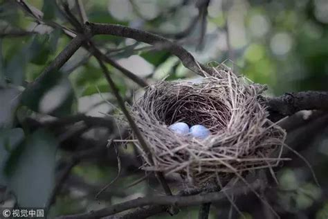 鳥在家裡築巢|【鳥在家裡築巢】鳥兒築巢在自家！是福是禍？專家曝。